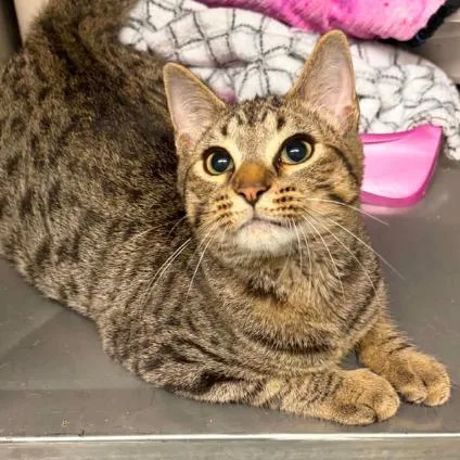 A baby medium-sized male Brown / Chocolate Domestic Short Hair cat named Oak for adoption in Concord, NC