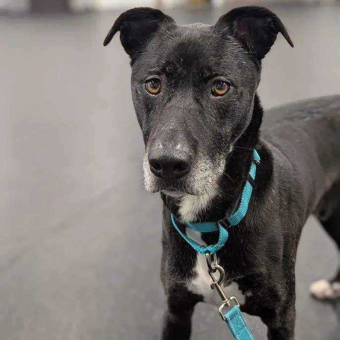 An adult medium-sized male Mixed Breed dog named Brock for adoption in West Olive, MI