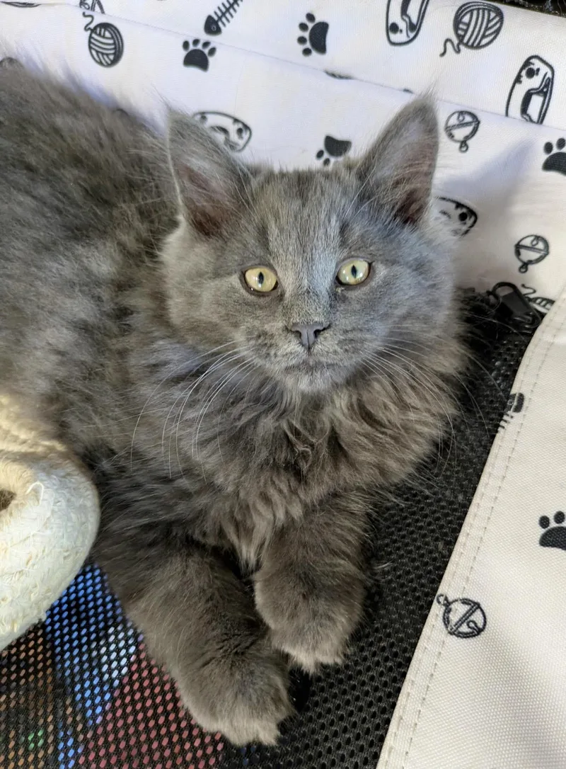 Merlin