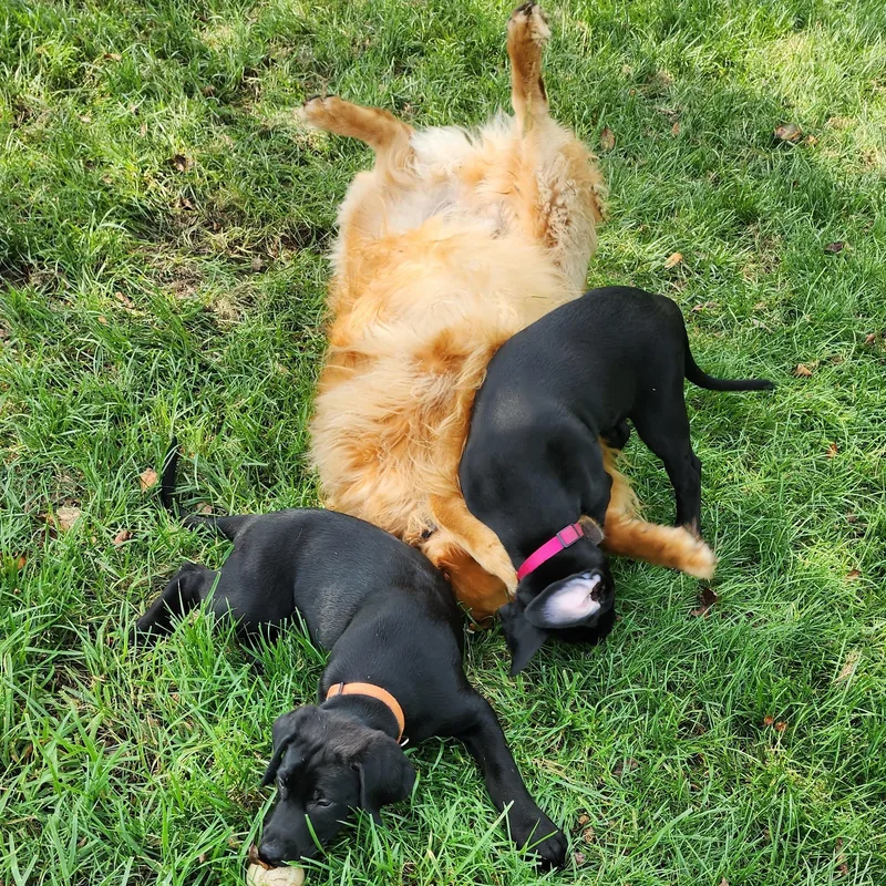 A baby large-sized female Black Labrador Retriever dog named Georgia for adoption in Indianapolis, IN