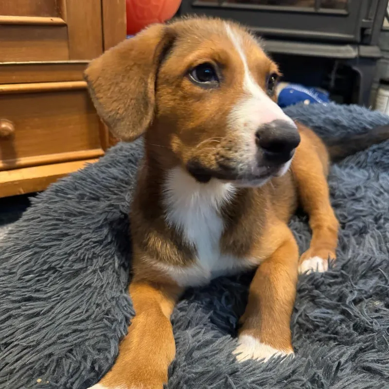 A baby large-sized male Brown / Chocolate Mixed Breed dog named NY Jared Avail Aug for adoption in Stormville, NY