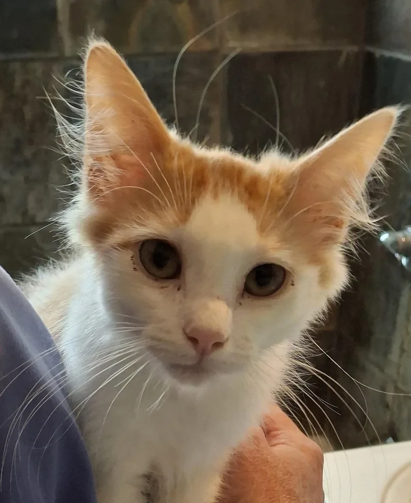 A young medium-sized male Orange & White Domestic Medium Hair cat named Apawllo for adoption in Wheat Ridge, CO