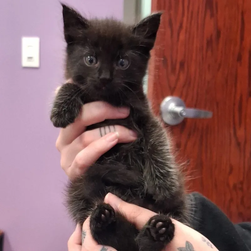 A baby small-sized female Domestic Short Hair cat named Little Foot for adoption in Gautier, MS