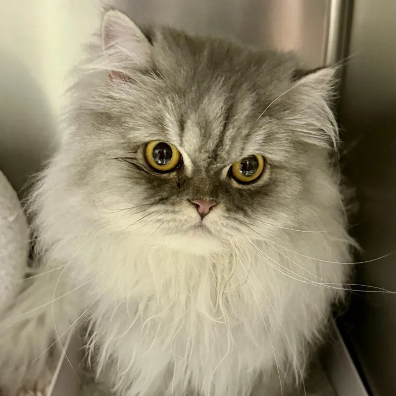 A senior medium-sized female Persian cat named Fiona for adoption in Middleburg Heights , OH