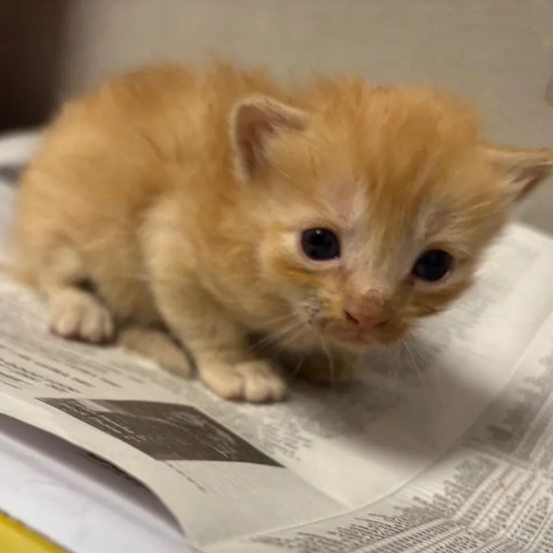 A baby small-sized male Orange / Red Domestic Short Hair cat named Puff for adoption in Kanab, UT