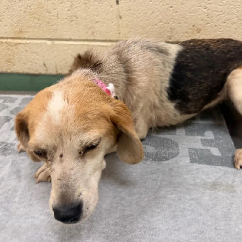 An adult small-sized female Yellow / Tan / Blond / Fawn Mixed Breed dog named Alexis for adoption in Memphis, TN