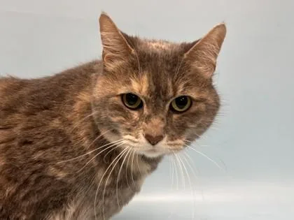 An adult small-sized female Domestic Short Hair cat named Shadow for adoption in Golden Valley, MN