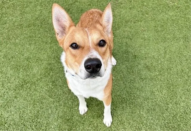 A young large-sized male Basenji dog named Bandit for adoption in Saint Louis, MO