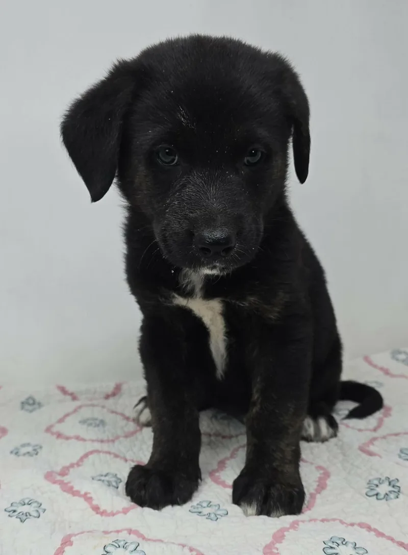 Black Falcon thumbnail 2