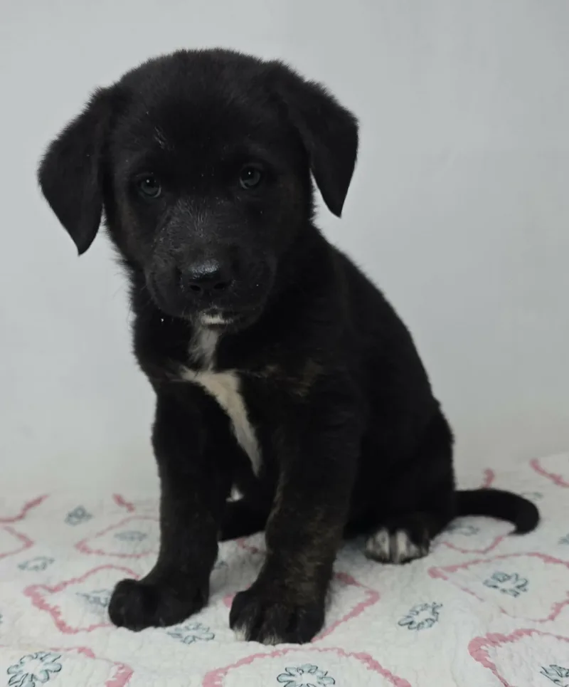 Black Falcon thumbnail 3