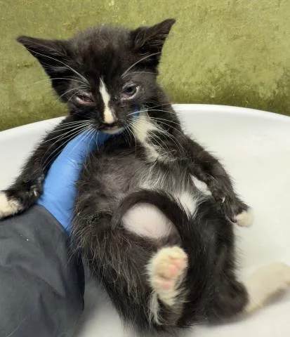 A baby small-sized male Domestic Short Hair cat named Louie for adoption in Riverside, CA