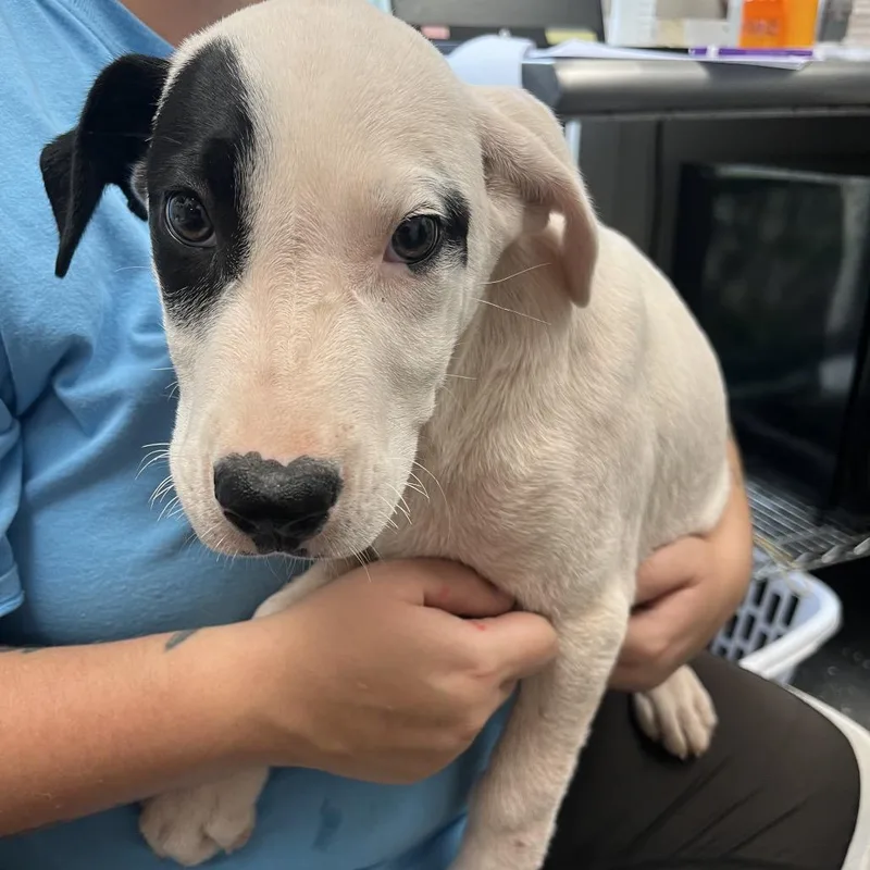 A baby medium-sized male White / Cream Mixed Breed dog named Milo for adoption in Columbiana, AL