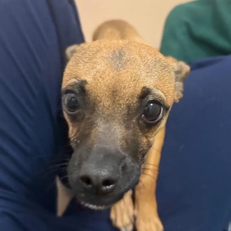 A young small-sized male Chihuahua dog named Bean for adoption in Reno, NV