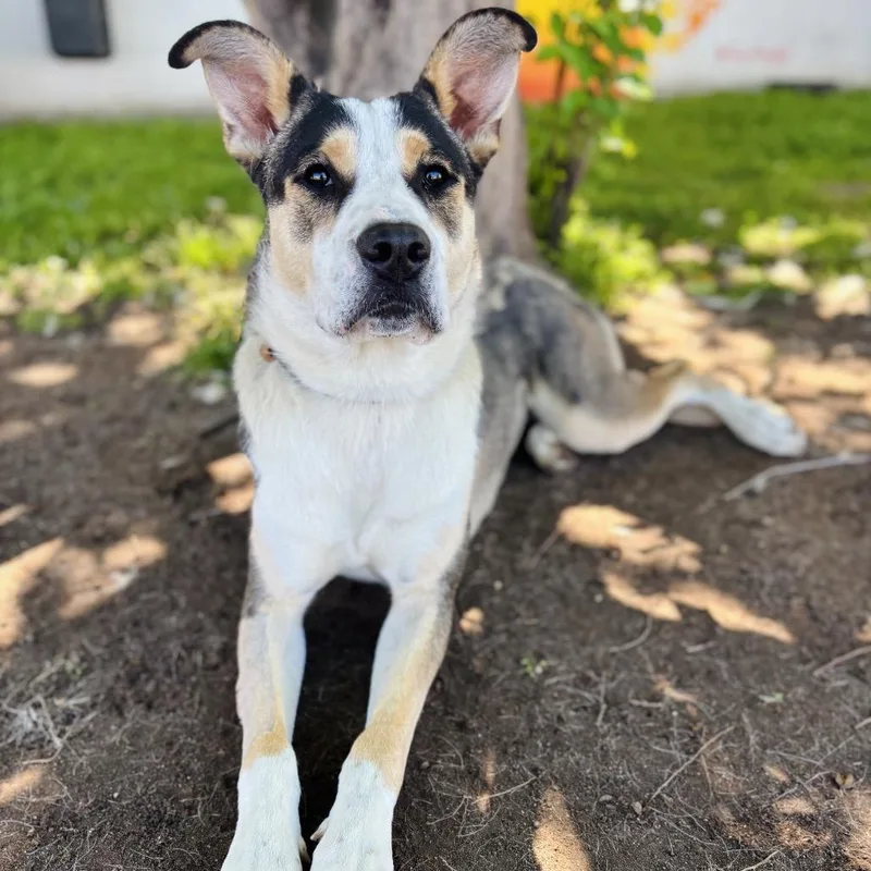 A young large-sized female Black Mixed Breed dog named Asia for adoption in Bastrop, TX