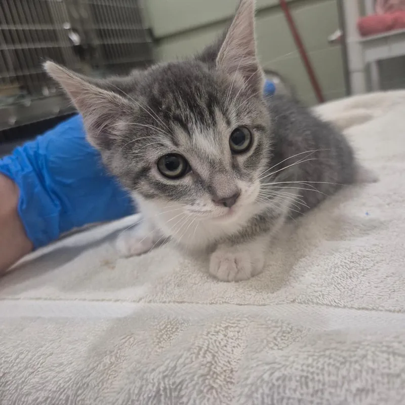 A baby small-sized female Gray / Blue / Silver Domestic Short Hair cat named Iepastray___ for adoption in Upland, CA