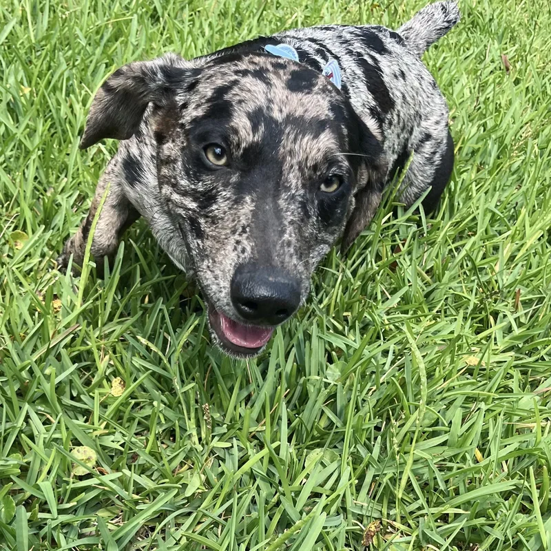 A young small-sized male Merle (Blue) Dachshund dog named Pebbles for adoption in Mobile , AL