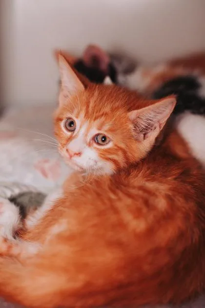 A young small-sized male Domestic Short Hair cat named A Austin Dolittle`s West for adoption in North Charleston, SC