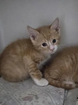 A Austin Dolittle`s West thumbnail 2