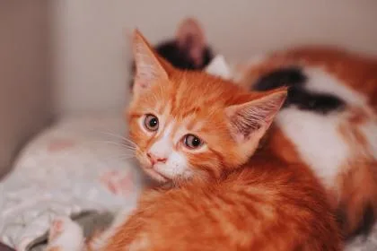 A Austin Dolittle`s West thumbnail 3