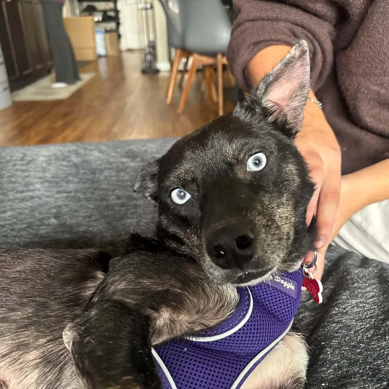 An adult small-sized female Black Dachshund dog named Berry for adoption in Boulder, CO