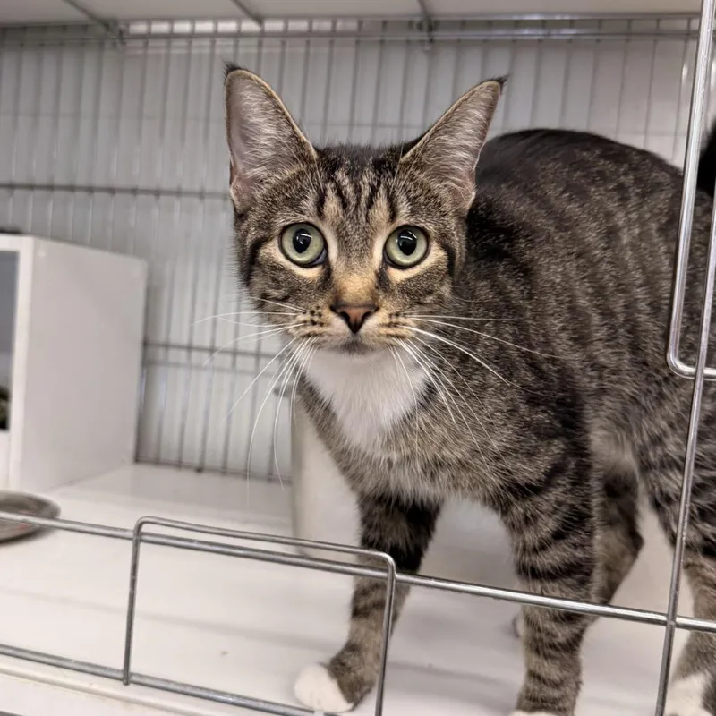 An adult small-sized female Domestic Short Hair cat named Sally for adoption in Rangely, CO