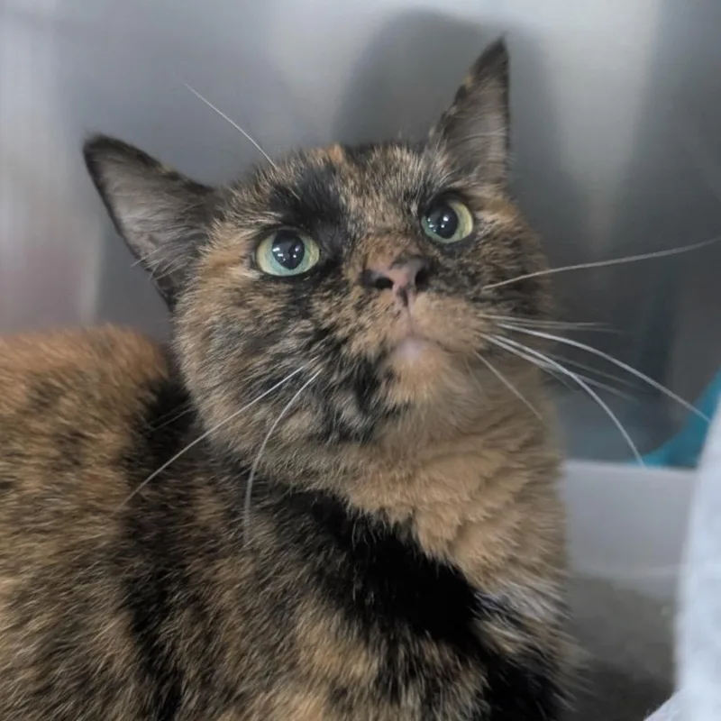 An adult medium-sized female Domestic Short Hair cat named Cinnamon for adoption in Battle Creek, MI