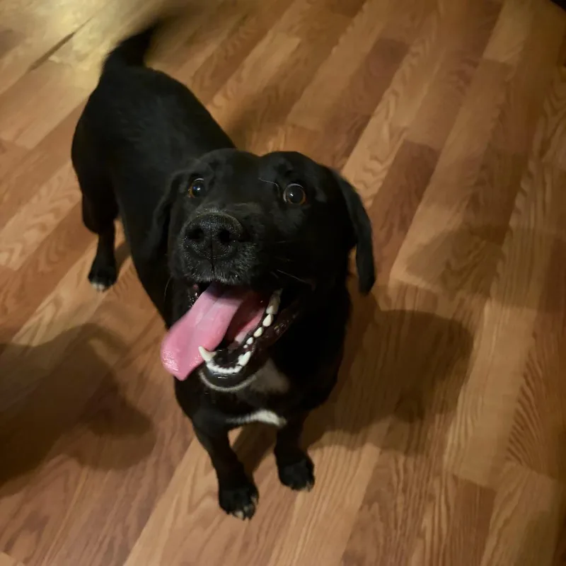 A young medium-sized male Black Black Labrador Retriever dog named Gouda for adoption in Wheeling, IL