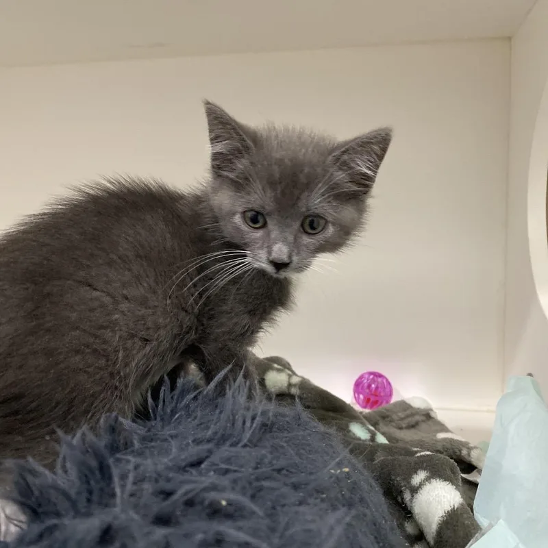 A baby small-sized female Gray / Blue / Silver Domestic Short Hair cat named Fluffy for adoption in Elizabeth City, NC
