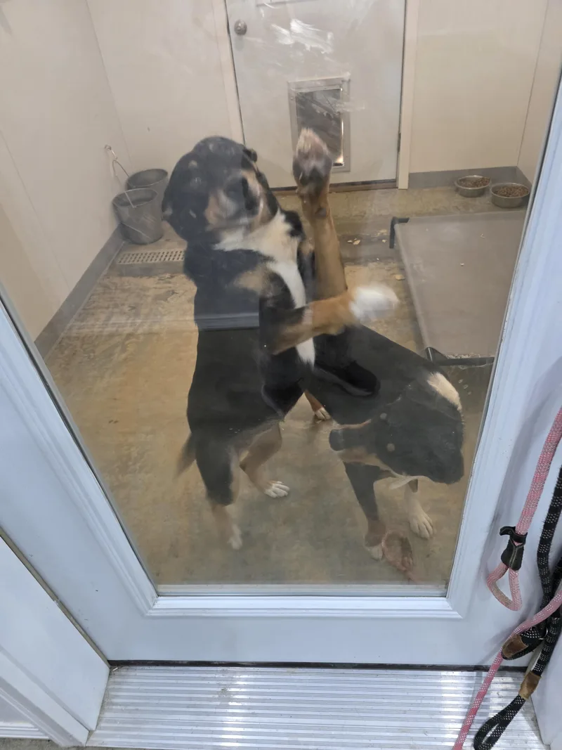 Chilli And Bandit thumbnail 2