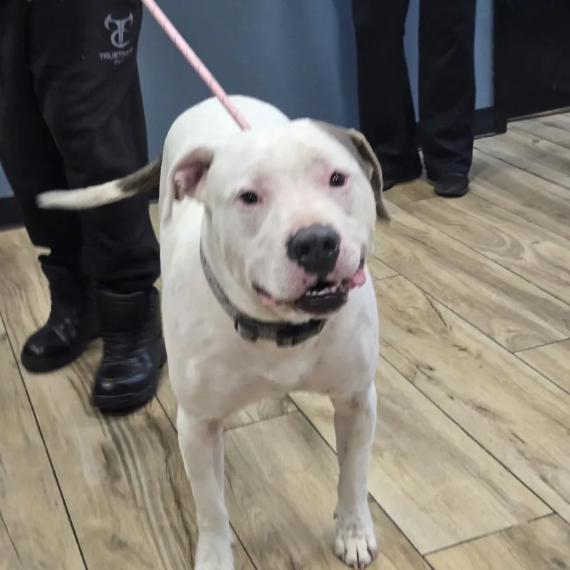 A young extra large-sized male White / Cream Pit Bull Terrier dog named Major for adoption in Newark, NJ