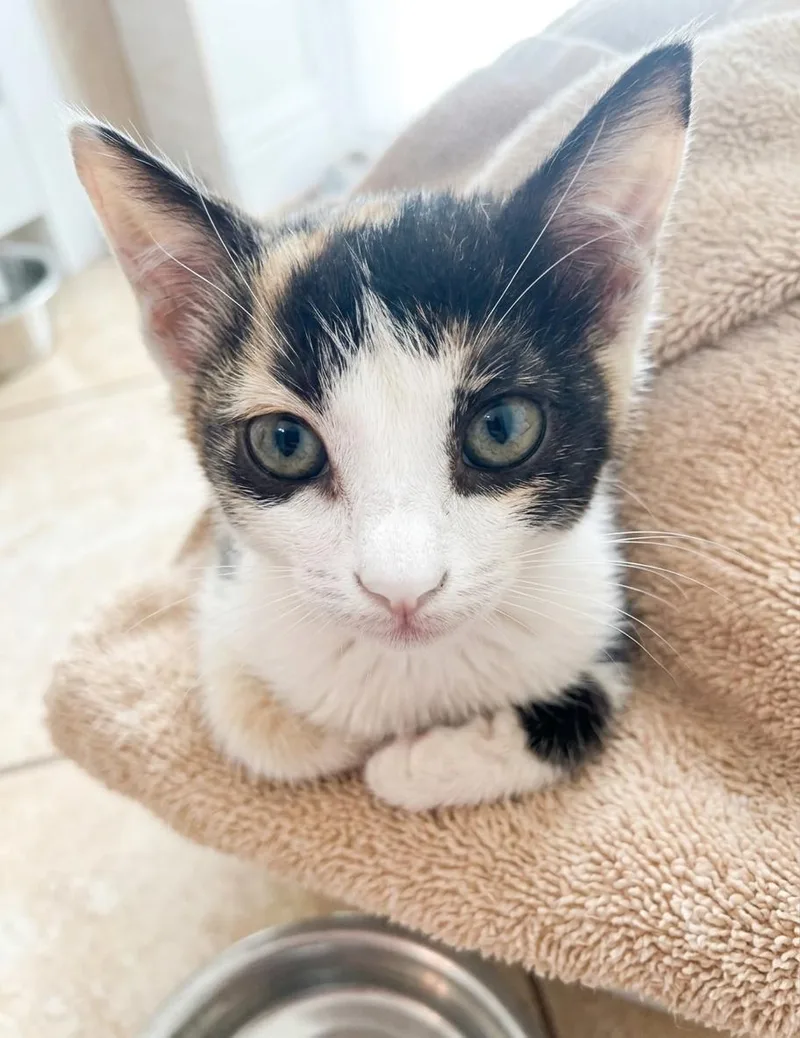 A baby medium-sized female Calico cat named Peppermint for adoption in Campbell, CA