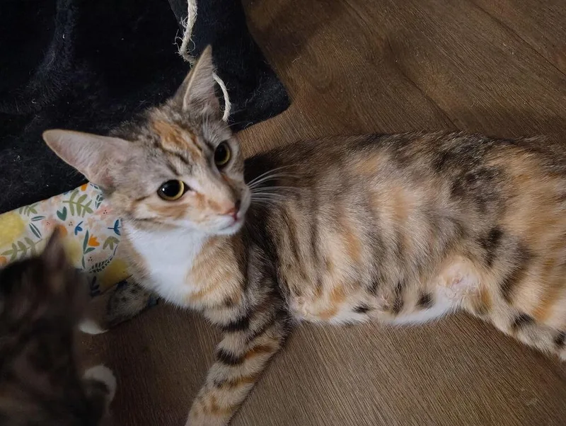 Sheeba thumbnail 2