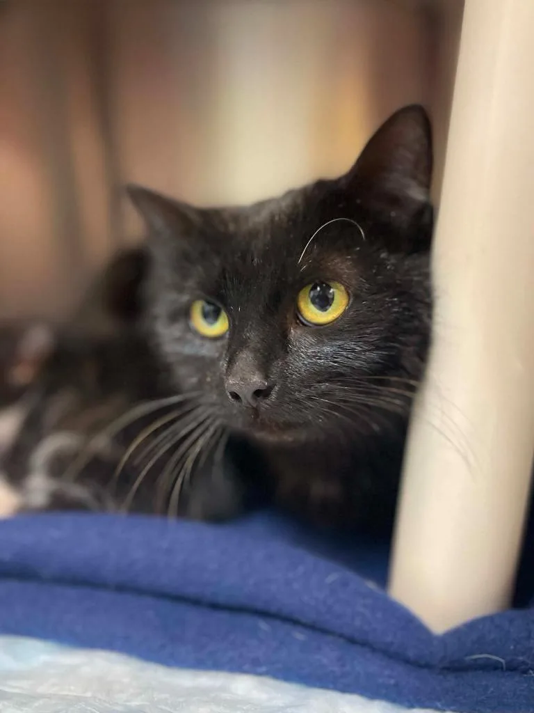 An adult medium-sized female Black Domestic Short Hair cat named Betty for adoption in Calhoun, KY