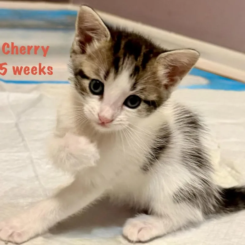 Cherry