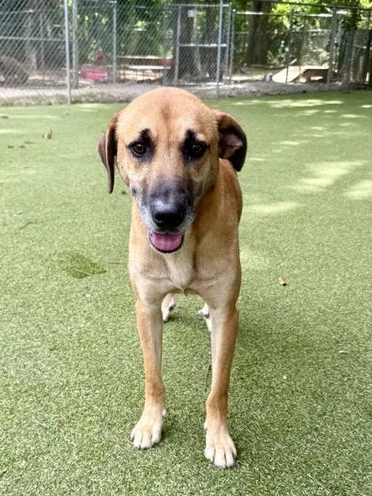 An adult medium-sized male Black Mouth Cur dog named Silas for adoption in Picayune, MS