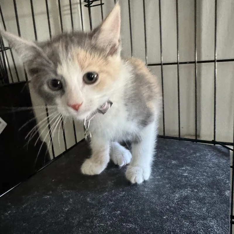 A baby small-sized female Calico Domestic Short Hair cat named Peach Chino Hills for adoption in Chino Hills, CA
