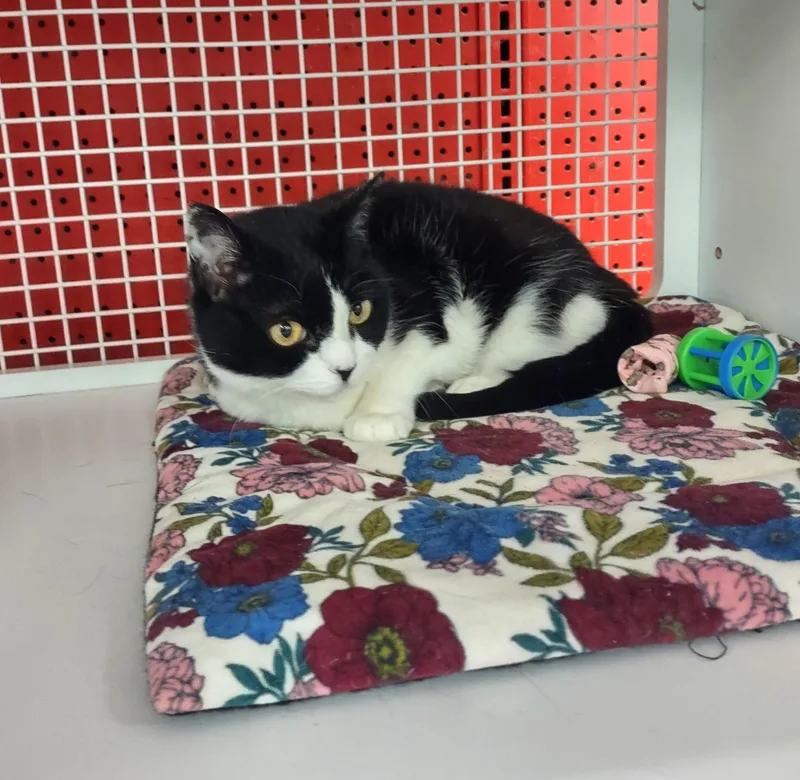 A young medium-sized female Black Domestic Medium Hair cat named Kaiden for adoption in Golden Valley, AZ