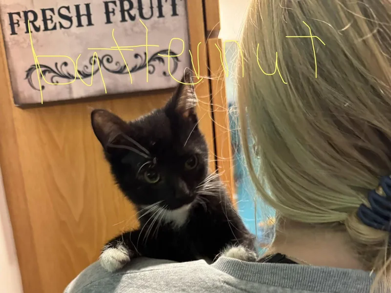 A baby small-sized male Black & White / Tuxedo Domestic Short Hair cat named C Litter Butternut for adoption in Livonia, MI