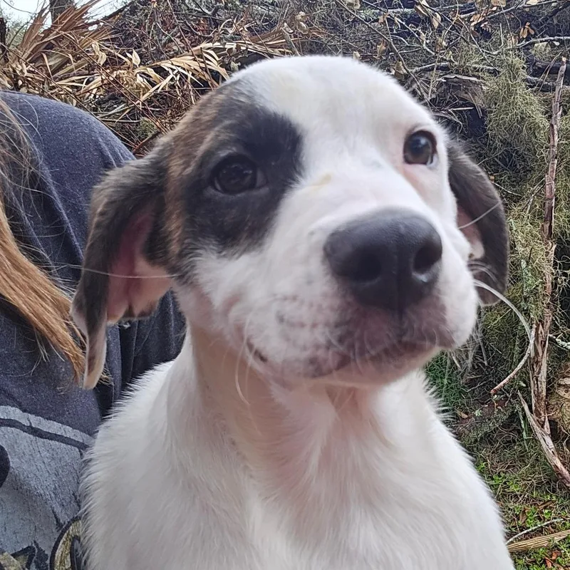 A baby medium-sized male White / Cream Mixed Breed dog named Caleb for adoption in Williston, FL