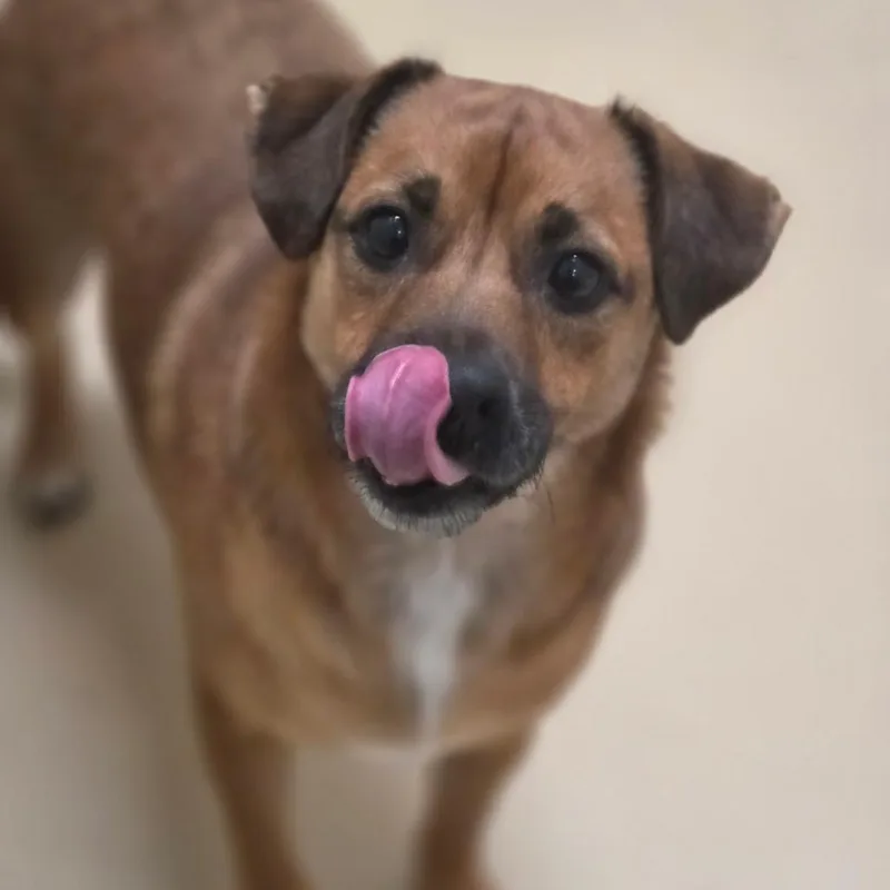 An adult small-sized male Terrier dog named Thackery Chino Hills for adoption in Chino Hills, CA