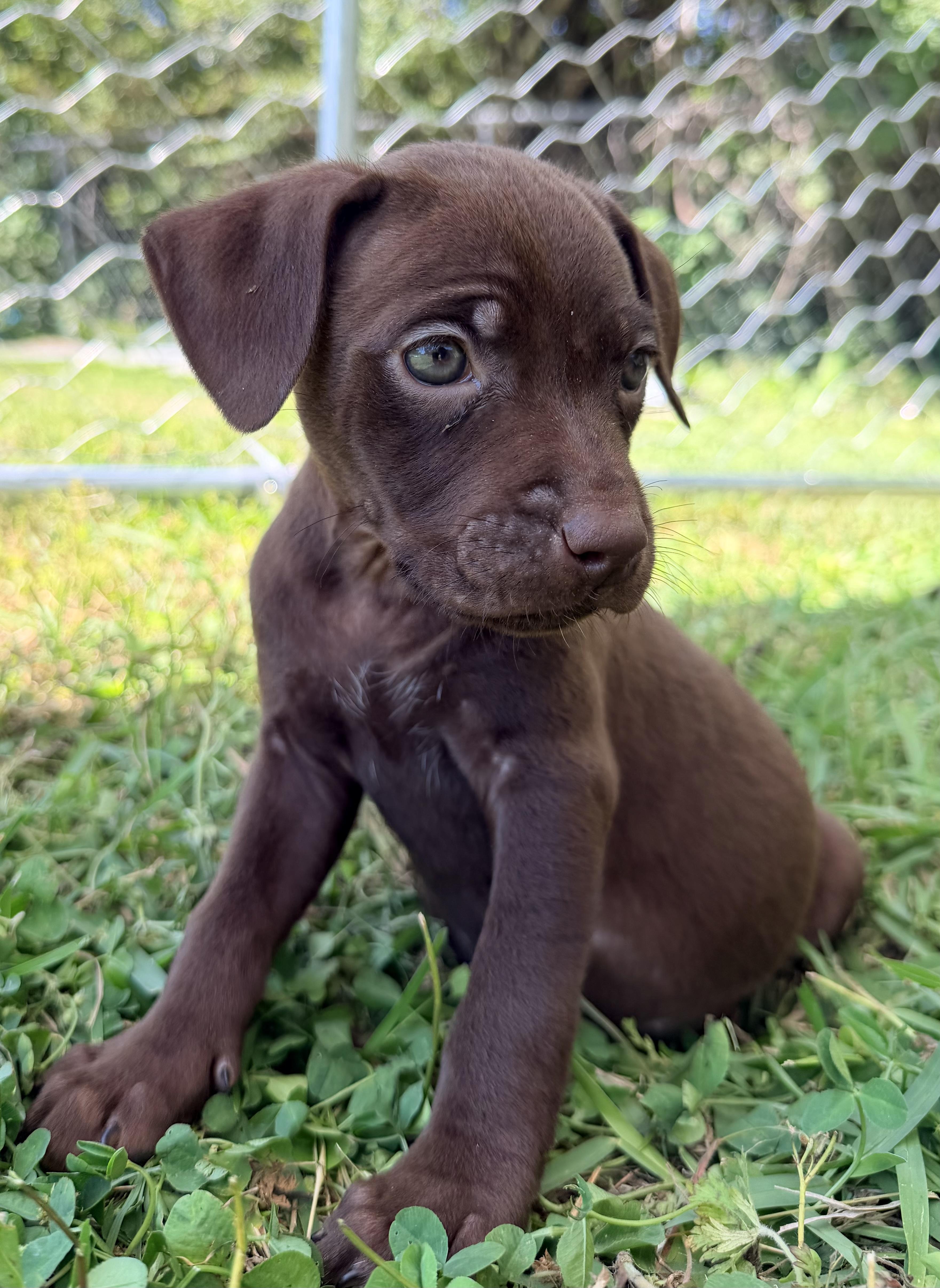 A baby large-sized male Brown / Chocolate Pit Bull Terrier dog named Maple 🍁 for adoption in Chickamauga, GA