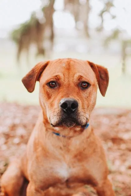 An adult medium-sized male Black Mouth Cur dog named A Lucas for adoption in North Charleston, SC