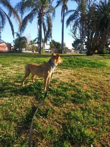 Howie