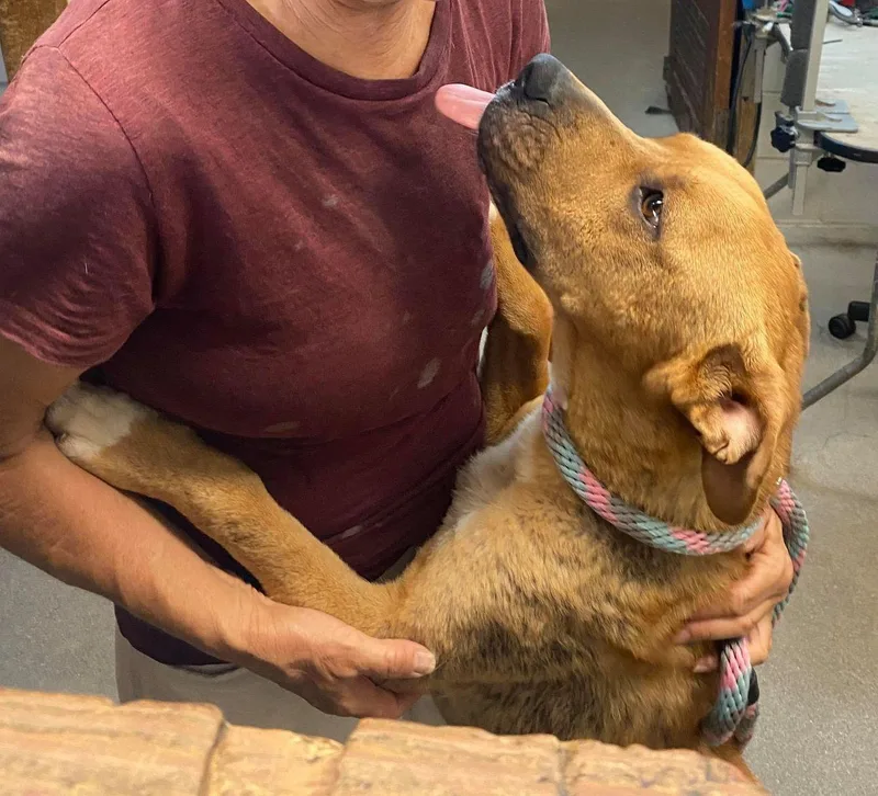 Howie thumbnail 3