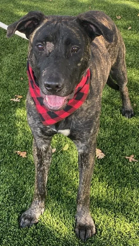 An adult medium-sized male Anatolian Shepherd dog named Bullwinkle for adoption in Colusa, CA