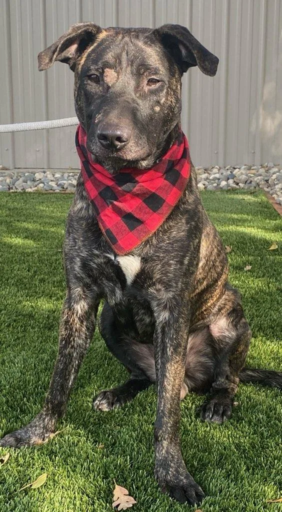 Bullwinkle thumbnail 3