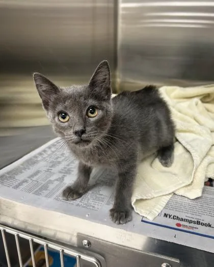 A baby small-sized female Domestic Short Hair cat named Petunia for adoption in Westland, MI