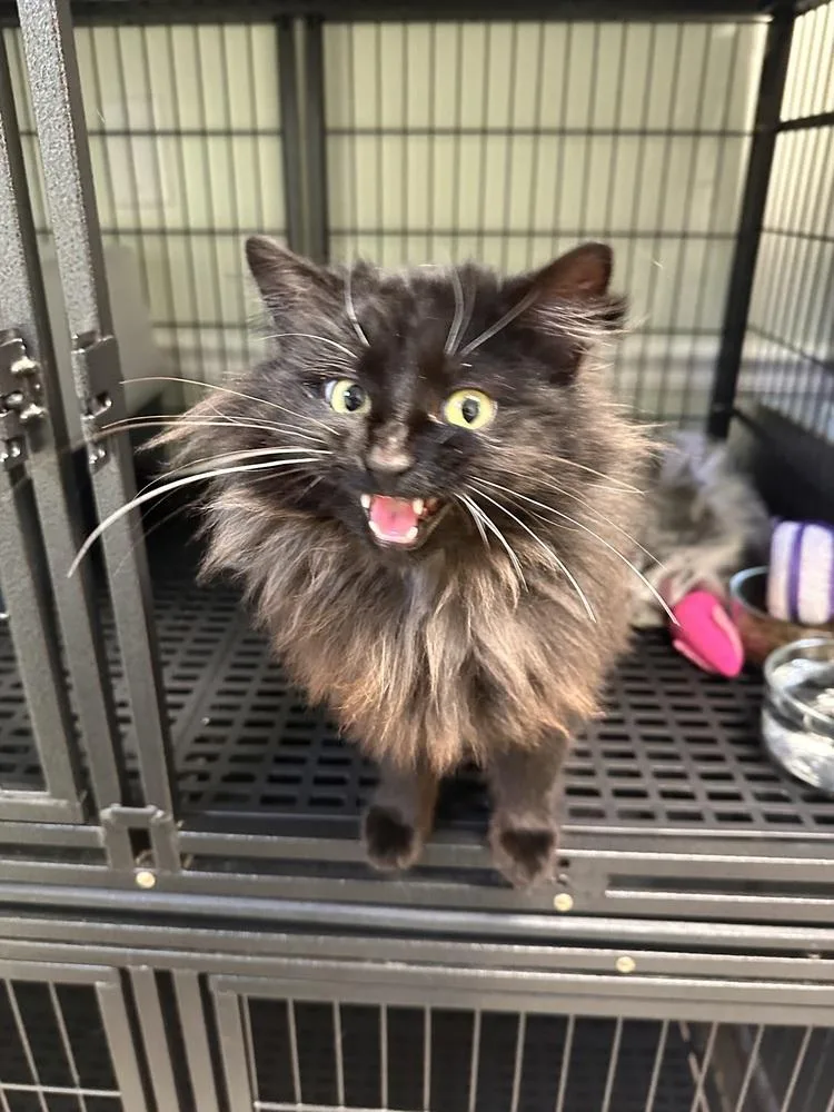 A young small-sized female Black Domestic Long Hair cat named Fern for adoption in Greensburg, PA