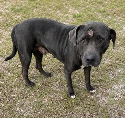 An adult large-sized male Black Pit Bull Terrier dog named Geralt for adoption in Inverness, FL