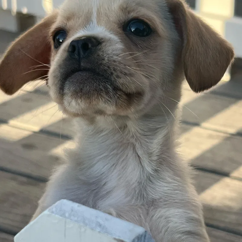A baby small-sized female Golden Puggle dog named Goldie for adoption in Hawthorne, CA